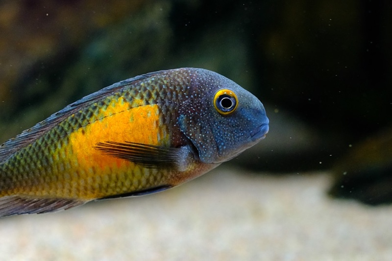 Tropheus moorii 'Kasakalawe'